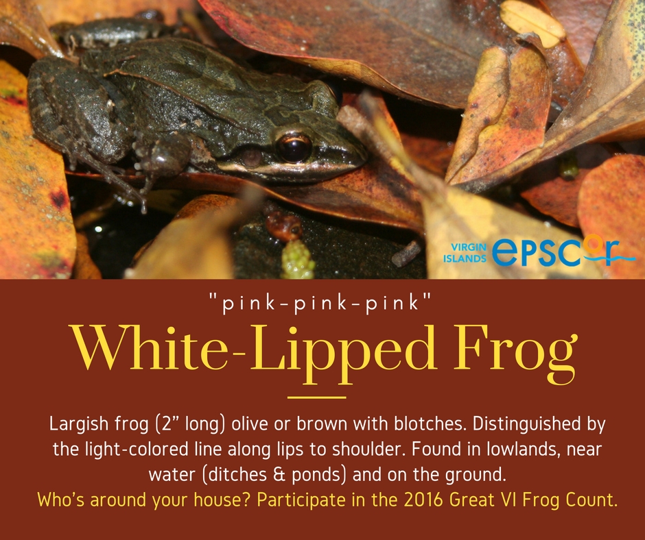 White Lipped Frog Fact Sheet
